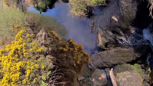 İrlanda 'da derenin yanında çiçek açan Gorse. — Stok video