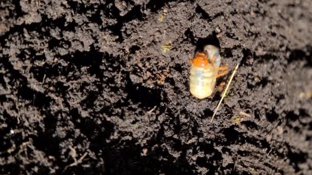 Close up de larvas de besouro chafer larvas no solo. A larva de um besouro chafer, às vezes conhecido como besouro de maio, inseto de junho ou besouro de junho. — Vídeo de Stock