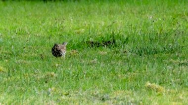 Song Thrush, Turdus Philomelos, İrlanda 'da bir bahçeyi ziyaret ediyor.