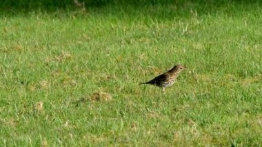 Song Thrush, Turdus Philomelos, İrlanda 'da bir bahçeyi ziyaret ediyor.