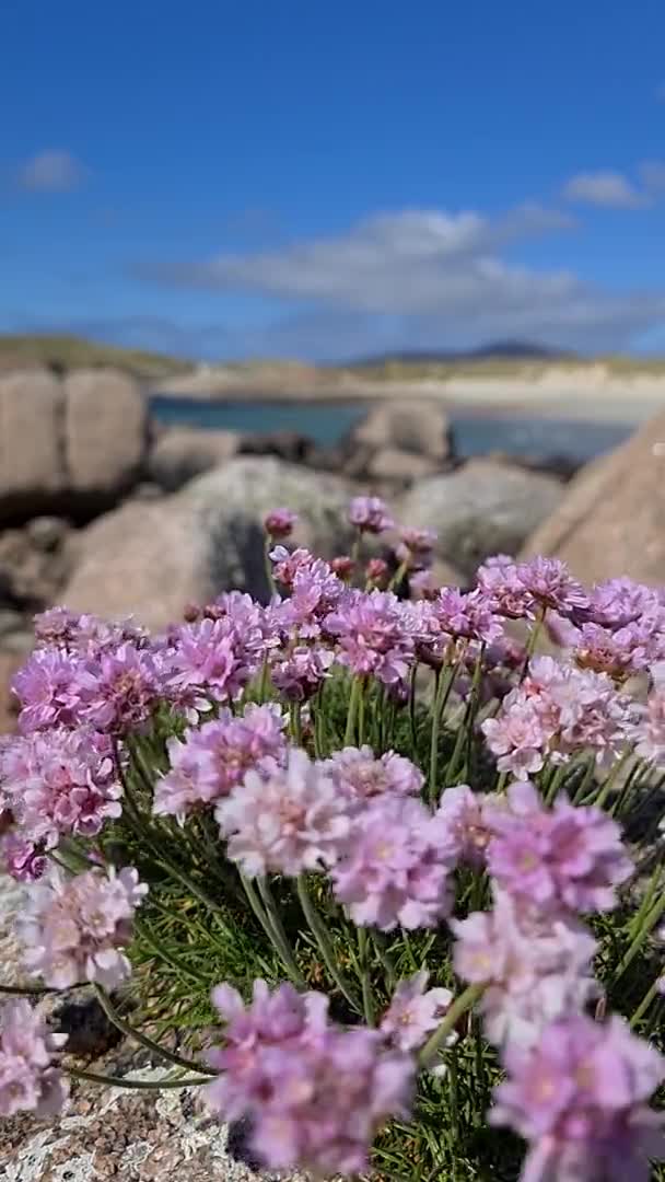 Donegal 'de güzel pembe çiçekler - İrlanda — Stok video