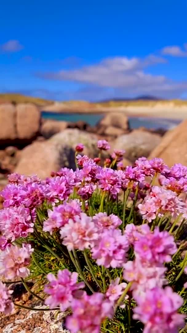 Gyönyörű rózsaszín virágok Donegal - Írország — Stock videók