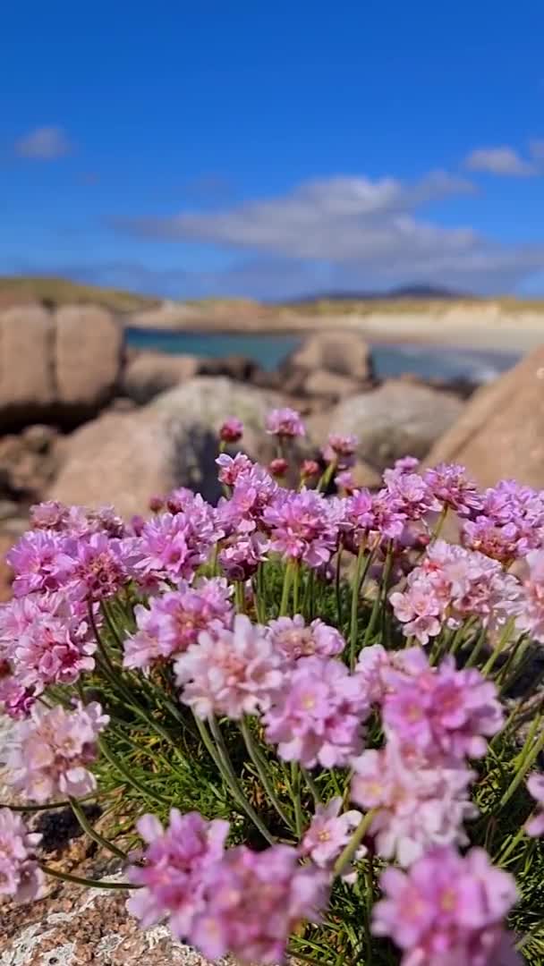 Donegal 'de güzel pembe çiçekler - İrlanda — Stok video