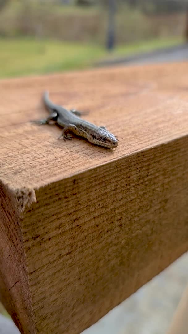 European lizard in sunlight sitting on a bench in Ireland — Stock Video