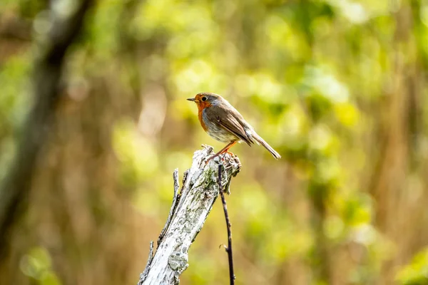 Red Robin, pássaro de peito vermelho visitando um jardim na Irlanda — Fotografia de Stock