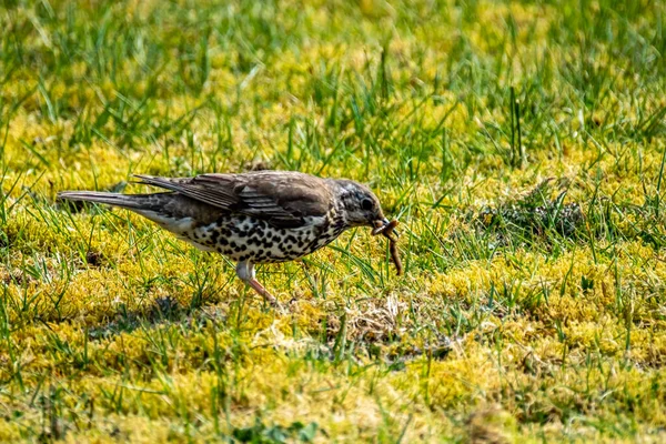 Dal rigó fogása bőrkabát lárvák a rét, türkizkék philomelos — Stock Fotó