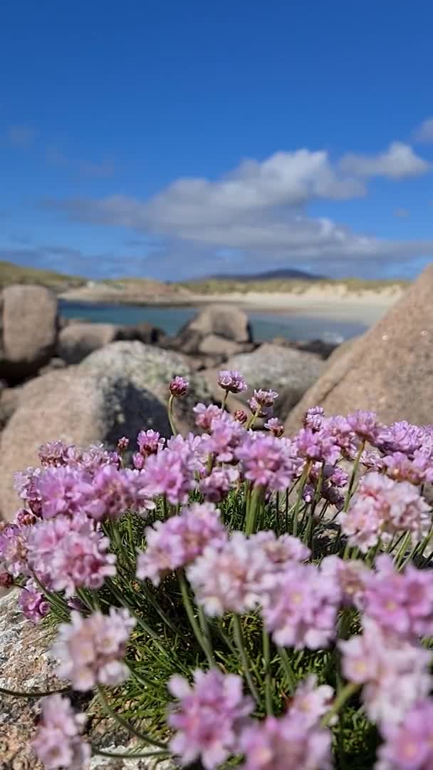 Gyönyörű rózsaszín virágok Donegal - Írország — Stock videók