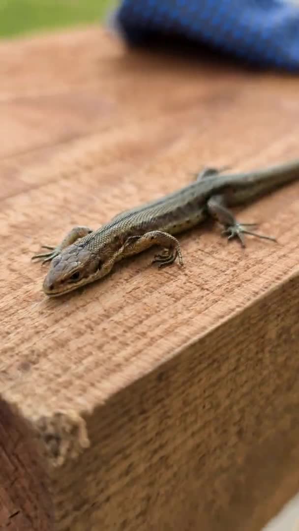 Lagarto europeo a la luz del sol sentado en un banco en Irlanda — Vídeos de Stock