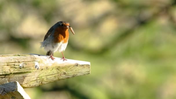 Red Robin på inlägg med skinnjacka i Donegal, Irland — Stockvideo