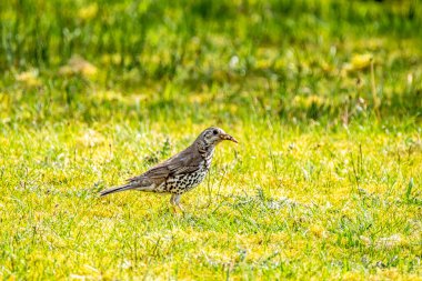 Song Thrush, Turdus Philomelos, İrlanda 'da bir bahçeyi ziyaret ediyor.