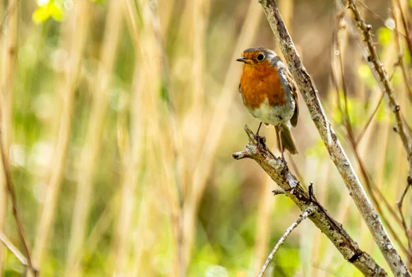 Robin rojo, pájaro rojo del pecho visitando un jardín en Irlanda — Foto de Stock