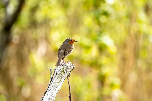 Red Robin, pássaro de peito vermelho visitando um jardim na Irlanda — Fotografia de Stock