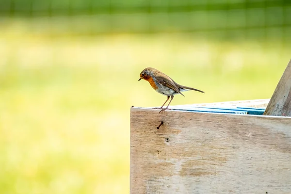 Red Robin, pássaro de peito vermelho visitando um jardim na Irlanda — Fotografia de Stock