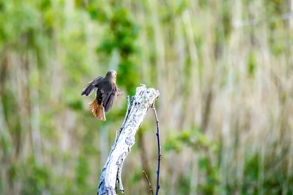 Red Robin, red breast bird visiting a garden in Ireland — Stock Photo, Image