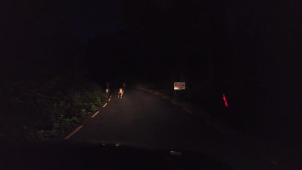 Veado andando na estrada à noite na floresta — Vídeo de Stock