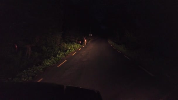Rådjur promenader på vägen på natten i skogen — Stockvideo