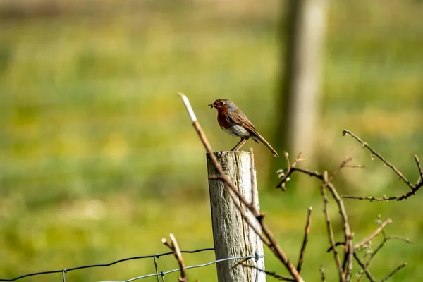 Kırmızı Robin İrlanda 'da bir bahçede deri ceket yiyor. — Stok fotoğraf