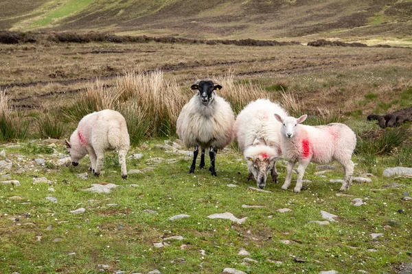 Ovelhas a caminho de Benbulbin em County Sligo - Donegal — Fotografia de Stock