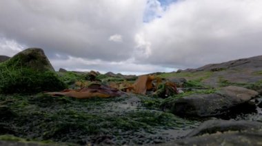 İrlanda sahillerinde alg ve kayaların zaman aşımı