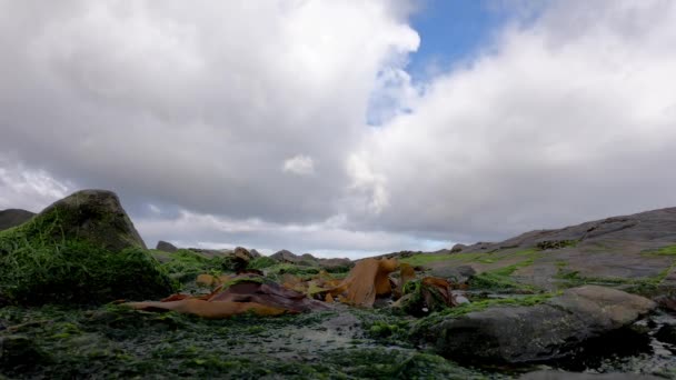 Time lapse di alghe e rocce sulla costa irlandese — Video Stock