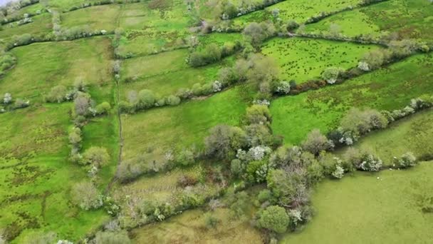 Vista aérea de campos junto a Glencar Lough en Irlanda — Vídeo de stock