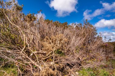 Rhododendron İrlanda 'da County Sligo' yu işgal etti.