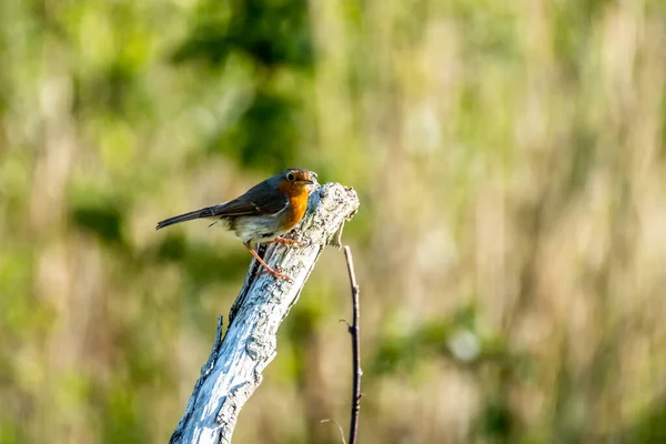 Kırmızı Robin, kırmızı göğüs kuşu İrlanda 'da bir bahçeyi ziyaret ediyor. — Stok fotoğraf