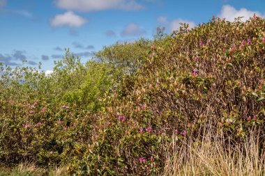 Rhododendron İrlanda 'da County Sligo' yu işgal etti.