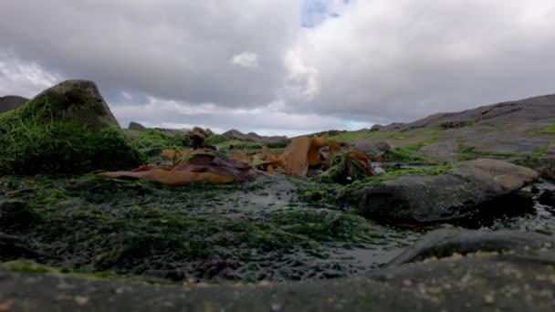 Lapso de tempo de algas e rochas na costa irlandesa — Vídeo de Stock