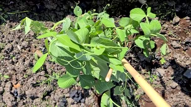 Yavaş büyüyen fasulyelerin organik bahçıvanlığı. — Stok video