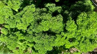 İrlanda 'daki bahçede maydanoz yetişiyor