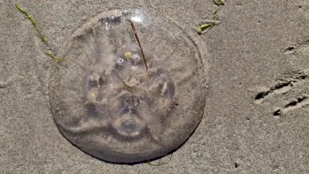 Jellyfish terletak di pantai di County Donegal - Irlandia — Stok Video