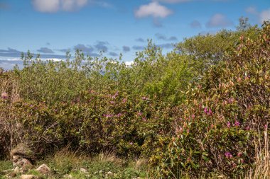 Rhododendron İrlanda 'da County Sligo' yu işgal etti.