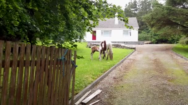 Koně navštěvující zahradu ion Irsko - Mare a čerstvě narozený koňský kůň — Stock video