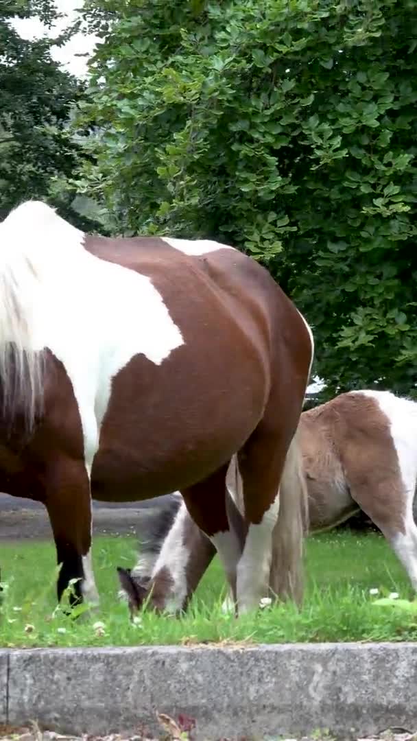 Paarden op bezoek in de tuin ion Ierland - Mare en pasgeboren baby paard — Stockvideo