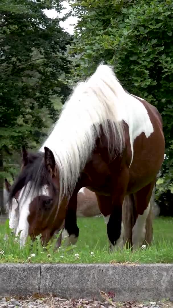 Horses visiting garden ion Ireland - Mare and freshly born baby horse — Stock Video