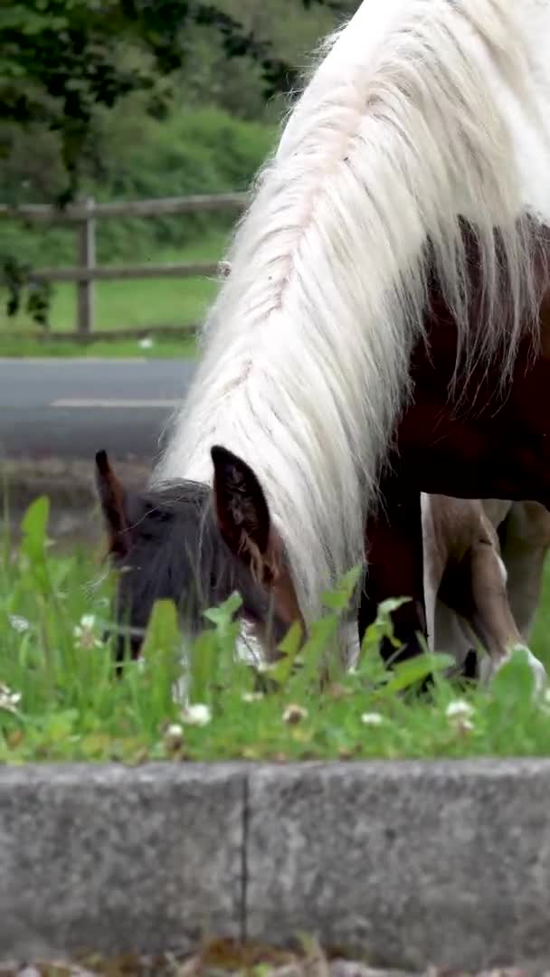 Caballos visitando jardín ion Irlanda - Mare y recién nacido caballo bebé — Vídeos de Stock