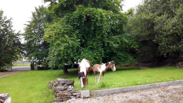 Pferde besuchen Garten in Irland - Stute und frisch geborenes Baby-Pferd — Stockvideo