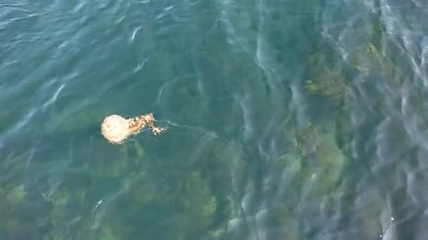 Bussola medusa, Chrysaora hysoscella, nuoto nella contea di Donegal - Irlanda — Video Stock