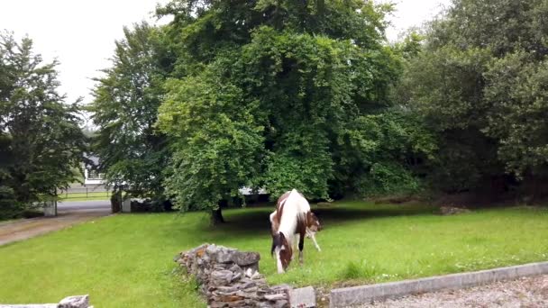 Paarden op bezoek in de tuin ion Ierland - Mare en pasgeboren baby paard — Stockvideo