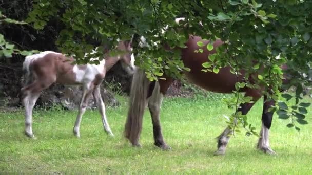 Pferde besuchen Garten in Irland - Stute und frisch geborenes Baby-Pferd — Stockvideo