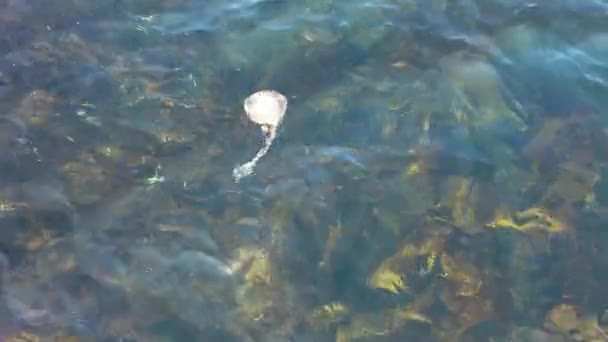 Compass jellyfish ,Chrysaora hysoscella, swimming in County Donegal - Ireland — Stock Video