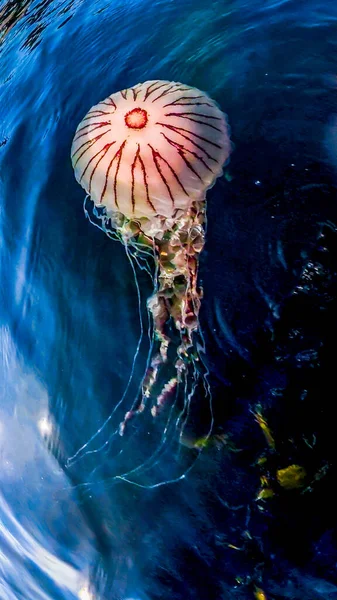 Medusas de brújula, Chrysaora hysoscella, nadando en el Condado de Donegal - Irlanda — Foto de Stock