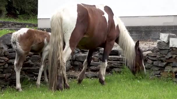 Horses visiting garden ion Ireland - Mare and freshly born baby horse — Stock Video