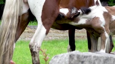 İrlanda 'yı ziyaret eden atlar - Karabasan ve yeni doğmuş bebek at