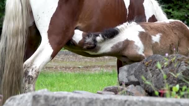 アイルランドの庭の母親からの赤ちゃん馬の飲酒-マーレと新生児の馬 — ストック動画