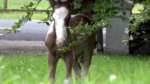 Koně navštěvující zahradu ion Irsko - Mare a čerstvě narozený koňský kůň — Stock video