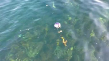 Pusula denizanası, Chrysaora hysoscella, County Donegal - İrlanda