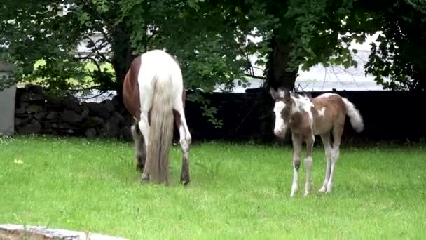 アイルランドの庭のイオンを訪れる馬-マーレと新生児の馬 — ストック動画