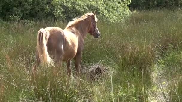 İrlanda 'da bahçeyi ziyaret eden atlar - Karabasan ve yeni doğmuş bebek at — Stok video